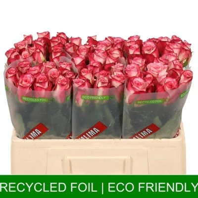 Oranžová růže SPARK CONDOR 80cm (XL)