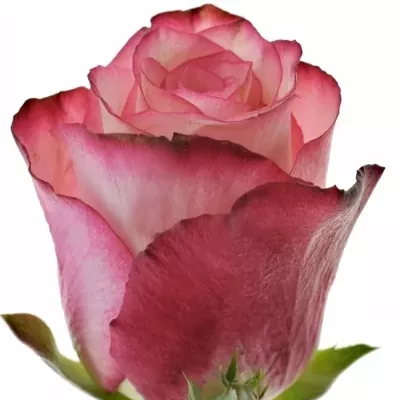 Ruža SPARK CONDOR 80cm (XL)