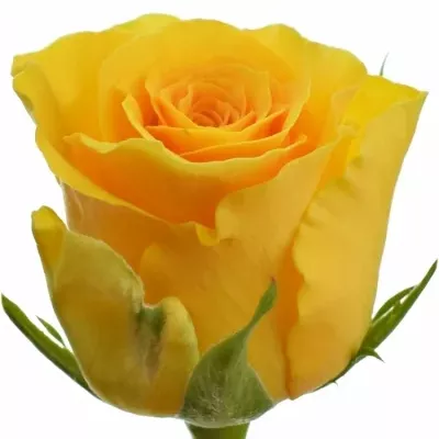 Oranžová růže SPHINX GOLD 50cm