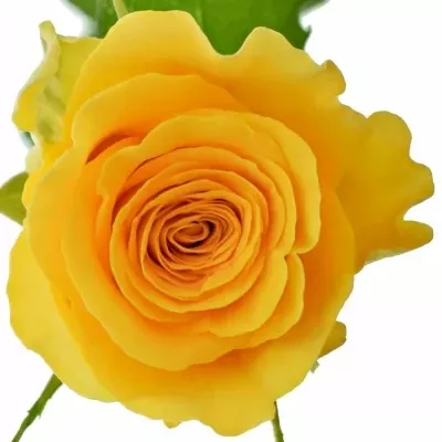 Oranžová růže SPHINX GOLD 50cm