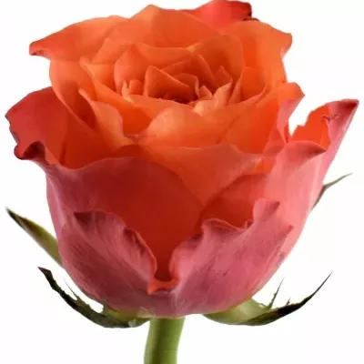 Oranžová růže TABASCO 50cm (L)