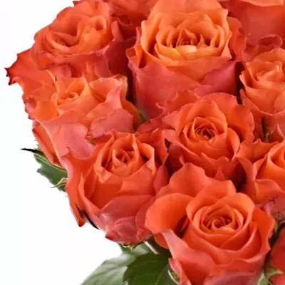 Oranžová růže TABASCO