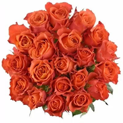Oranžová růže TABASCO