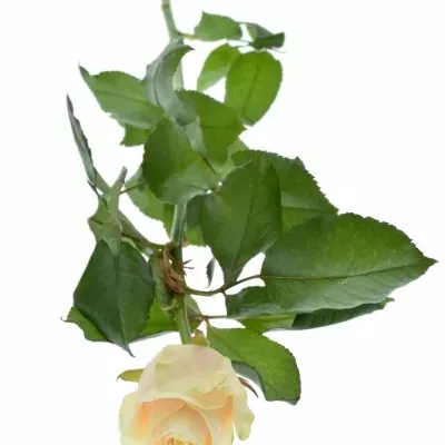 Oranžová růže TALEA 50cm