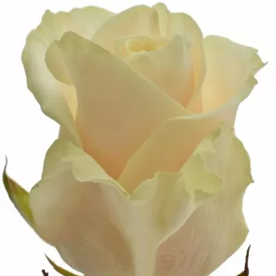 Vanilkova růže TALEA+ 55cm (L)