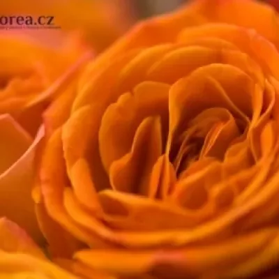 Oranžová růže FANCY 60cm / 5 +