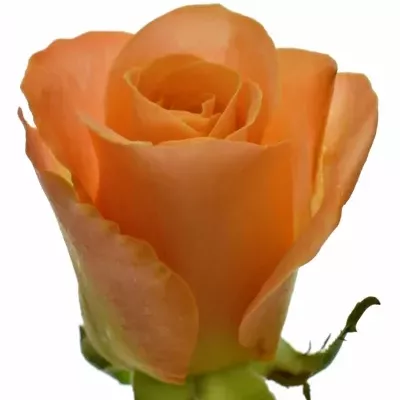 Oranžová růže TRIXX! 40cm (S)