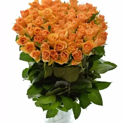 Oranžová růže TRIXX! 50CM