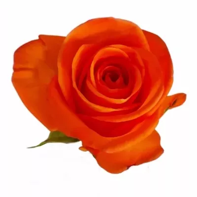 Oranžová růže TROPICAL AMAZONE 60c