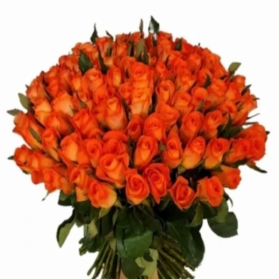 Oranžová růže TROPICAL AMAZONE 60c