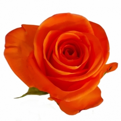 Oranžová ruža TROPICAL AMAZONE 40cm (S)
