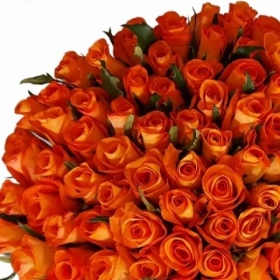 Oranžová růže TROPICAL AMAZONE 60c