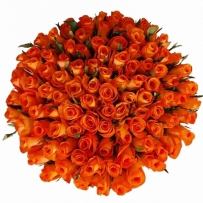 Oranžová ruža TROPICAL AMAZONE 40cm (S)