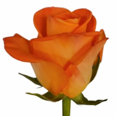 Oranžová růže TROPICAL AMAZONE 50cm (M)