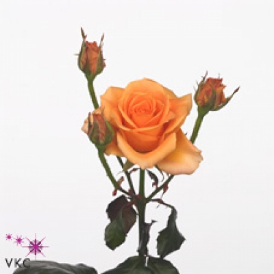 Oranžová růže trsová APRICOT 70cm/5+