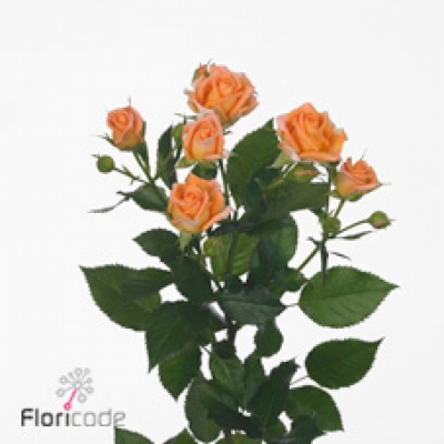 Oranžová růže trsová ORANGE BUBBLES 50 cm / 3+