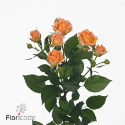 Oranžová růže trsová ORANGE BUBBLES