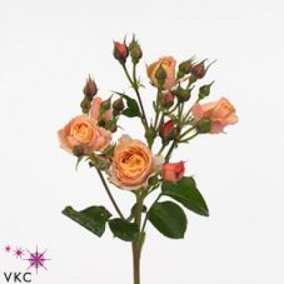 Oranžová růže trsová SPICY ANTIKE FREELANDER 40cm/4+
