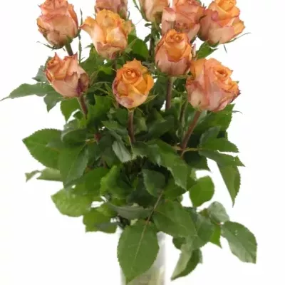 Oranžová růže TWILIGHT 35cm