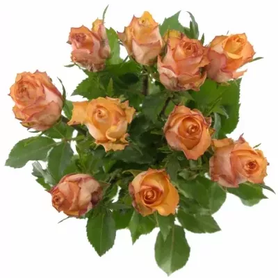 Oranžová růže TWILIGHT 35cm