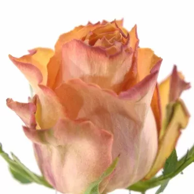 Oranžová růže TWILIGHT 50cm