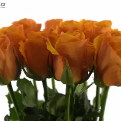 Oranžová růže TYCOON