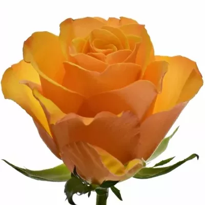 Oranžová růže TYCOON 70cm
