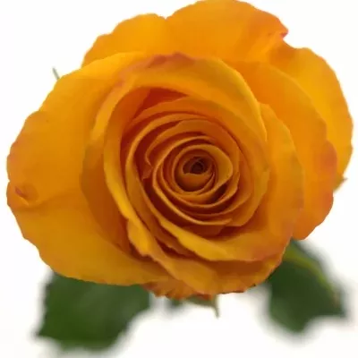 Oranžová růže TYCOON