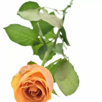 Oranžová růže VERTIGO! 60cm (M)