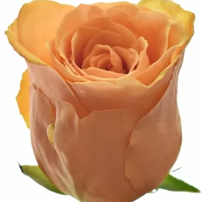 Oranžová růže VERTIGO! 60cm (M)