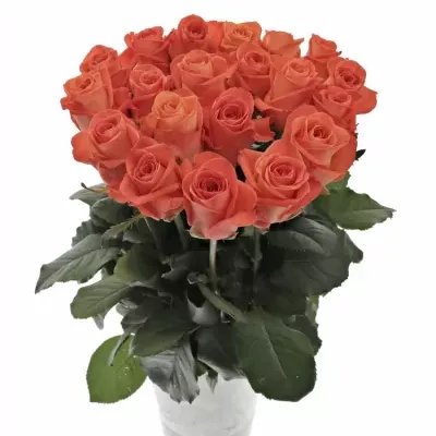 Oranžová růže WOW! 55cm (L)