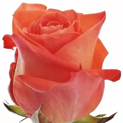 Oranžová růže WOW 80cm (XL)