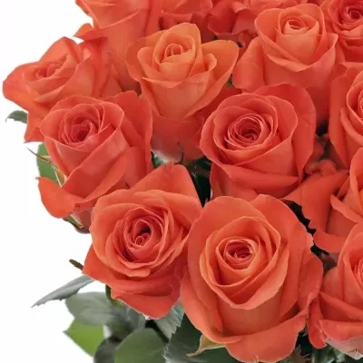 Oranžová růže WOW! 55cm (L)