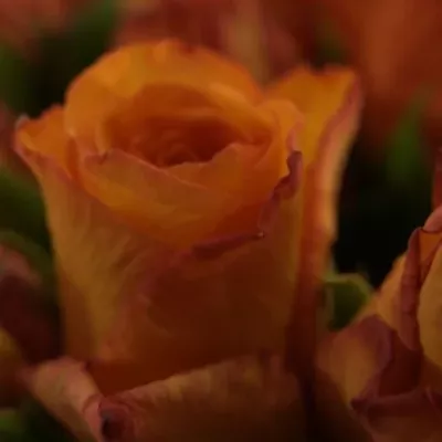 Oranžová růže ZURI 70cm