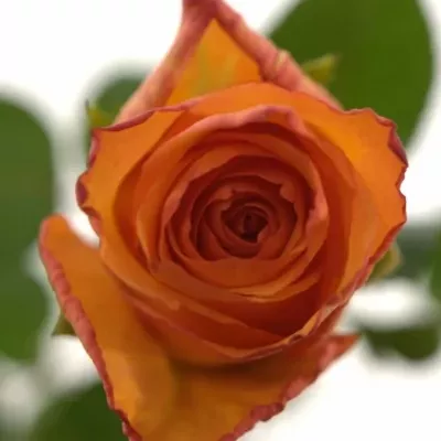 Oranžová růže ZURI 70cm