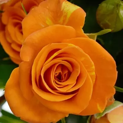 Oranžová trsová růže SMASHING 40cm/3+