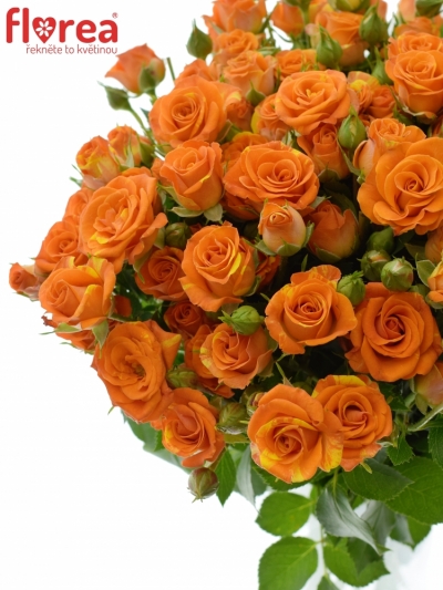 Oranžová trsová růže SMASHING 40cm/3+