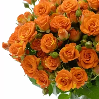 Oranžová trsová růže SMASHING 50cm/5+