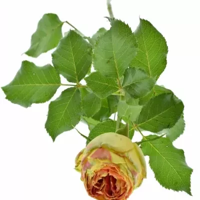 Oranžová,červená,žlutá růže VULCANICA FREELANDER 50cm/3+