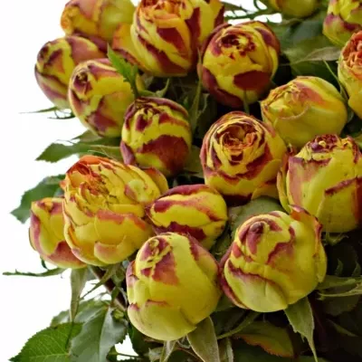 Oranžová,červená,žlutá růže VULCANICA FREELANDER 50cm/3+