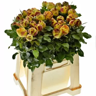 Oranžová,červená,žlutá růže VULCANICA FREELANDER 50cm/3+