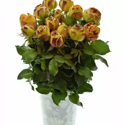 Oranžová,červená,žlutá růže VULCANICA FREELANDER 50cm/3+