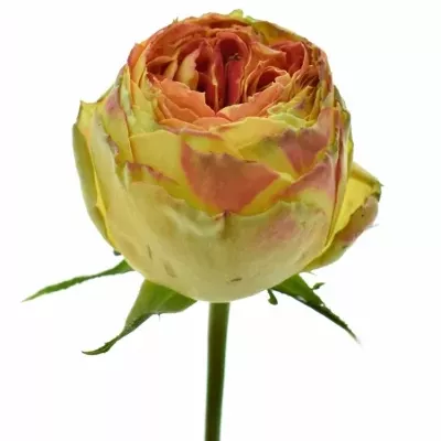 Oranžová,červená,žlutá růže VULCANICA FREELANDER 50cm/3+
