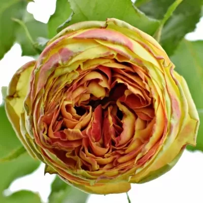 Oranžová,červená,žlutá růže VULCANICA FREELANDER 50cm/3+