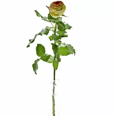 Oranžová,červená,žlutá růže VULCANICA FREELANDER 50cm/3+