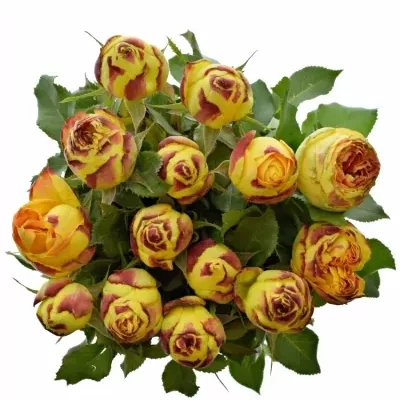 Oranžová,červená,žlutá růže VULCANICA FREELANDER 50cm/3+