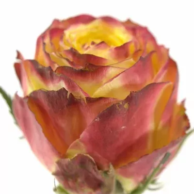 Oranžovočervená růže ACAPULCO 60cm (L)