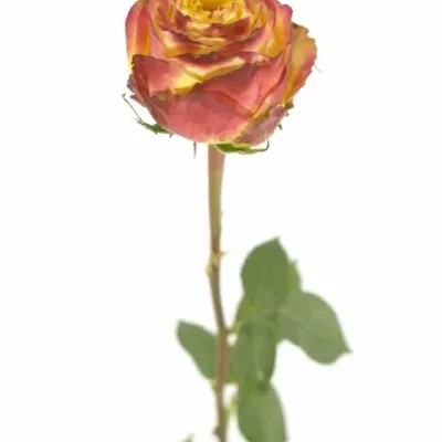 Oranžovočervená růže ACAPULCO