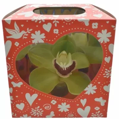 Orchidej BOX MIX