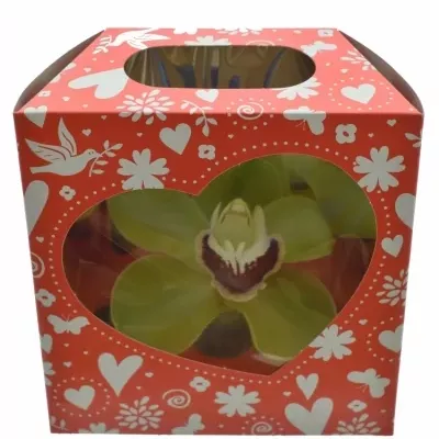 Orchidea BOX MIX